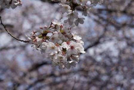 桜満開まであと少し