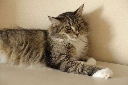 イケメン！ノルウェイジャンさん