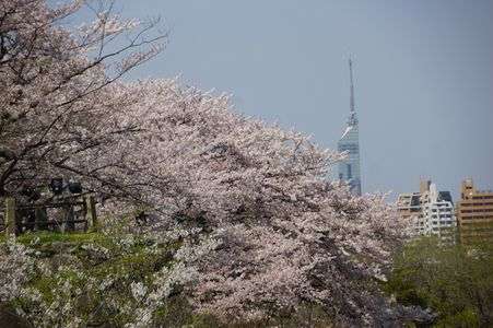 福岡タワーとサクラ