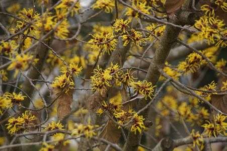 大宰府政庁跡のマンサク