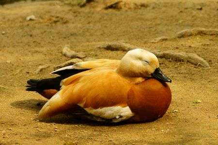 お昼寝ターイム