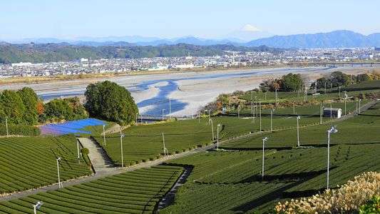 富士と茶園