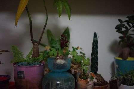 ヒヤシンス水耕栽培（2期目）⑥