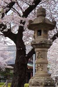 お花見＠池上本門寺