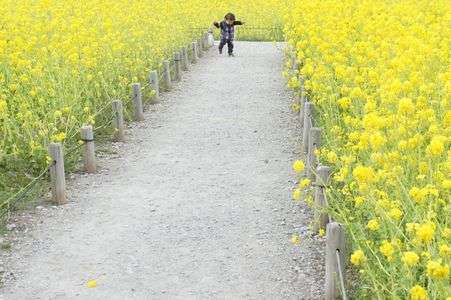 菜の花の香に包まれて