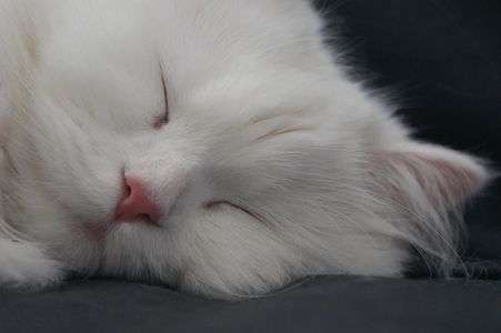 白猫おひるね中