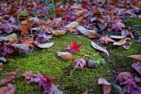 紅葉も終わり・・・