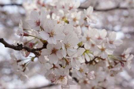 春を思い出して…3