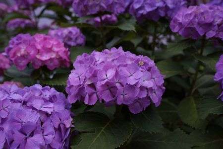 夕暮れ時の紫陽花