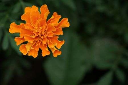 マリーゴールド