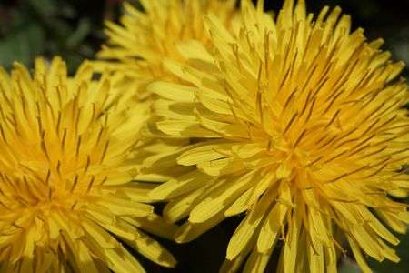 真昼の花火（俯瞰）