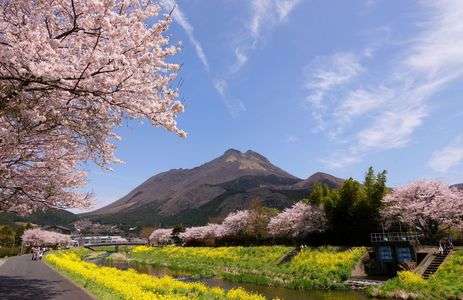 由布の春、撮影10日後に災害発生！！