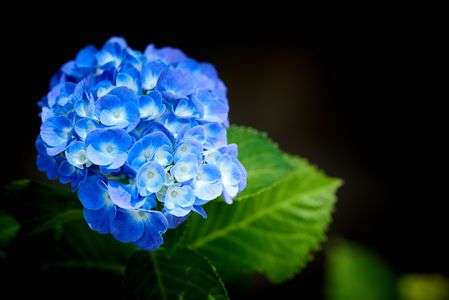 Hydrangea