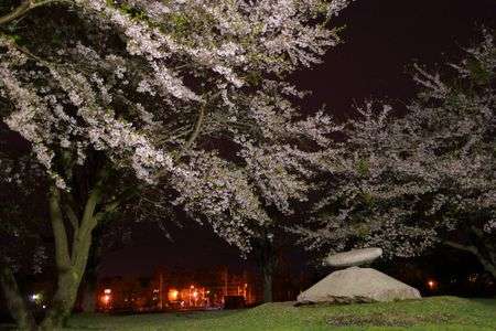 公園の夜桜
