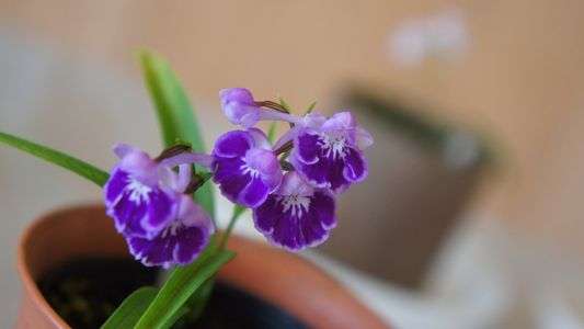 ウチョウランその2