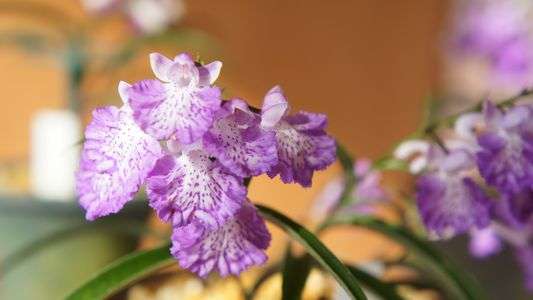 ウチョウランとツリガネソウ？