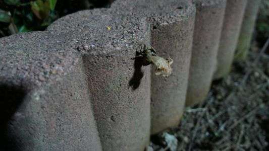 夏になりますね(^o^)