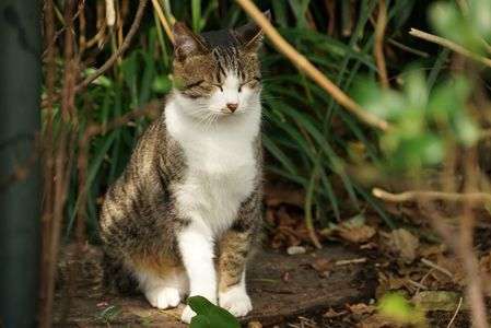 にゃんにゃん天国！