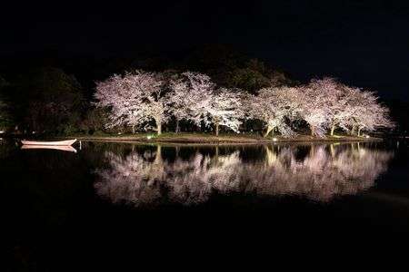 三渓園　夜桜Ⅱ