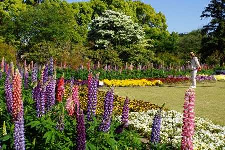 おやゆびレディー