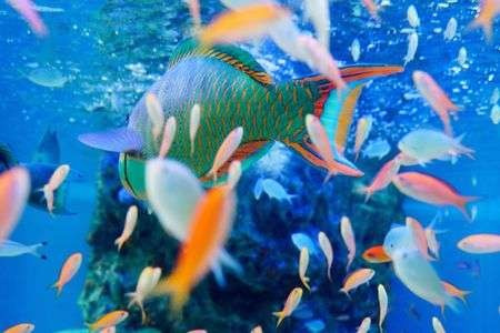 舞うアクアリウム