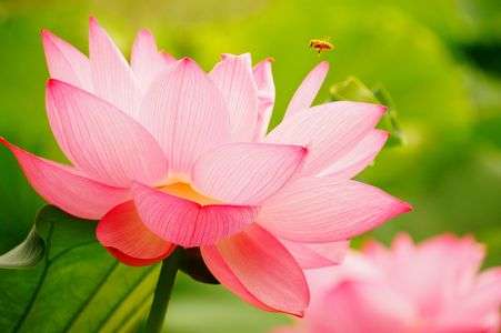 不忍池のハスとハチ