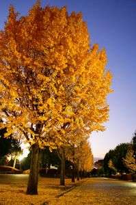 黄昏時の黄金空間