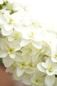 柏葉あじさい♪♪