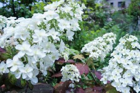 ソフトクリームアジサイ