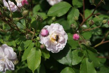 せっせ、せっせ