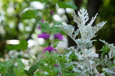 初夏のクリスマス