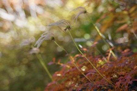 秋風の中のチングルマ