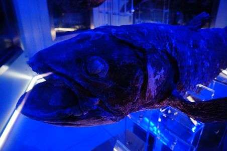 シーラカンス　沼津深海水族館にて