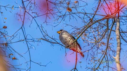 マイフィールドの小鳥たち ♪