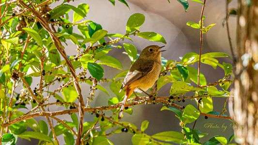 #ジョウビタキ#メスの行動 ♬