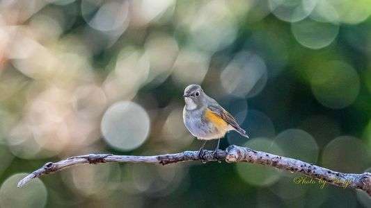 #ルリビタキ#オスの若 ♬