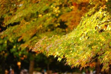 紅葉あといっぽ