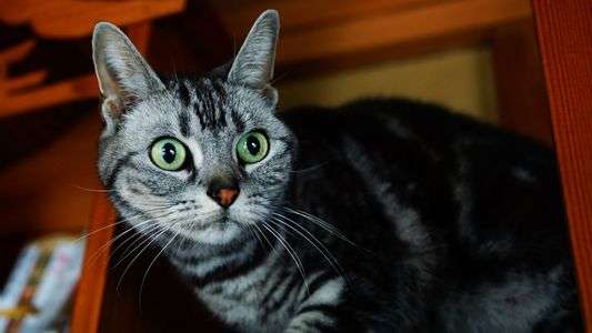 こちらは我家のペットのベル