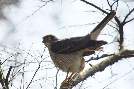 ハイタカの貴重な排泄シーン