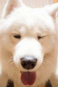 (・ω<) てへぺろ