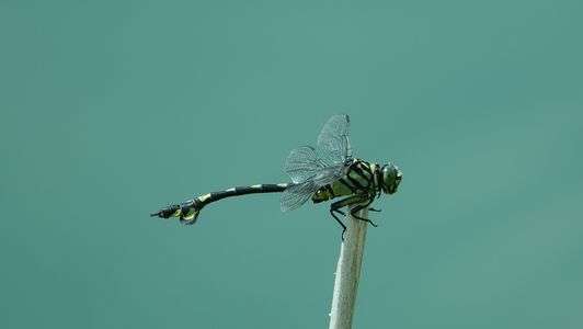 暑いですね＾＾