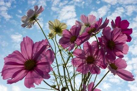 秋空とコスモス