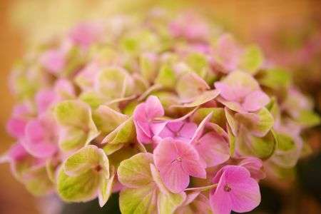 なばなの里にて