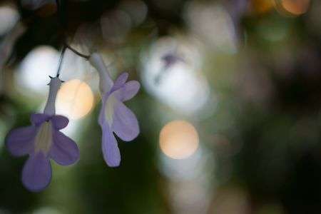 なばなの里にて