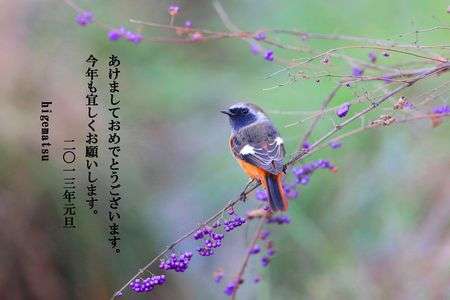 ジョウビタキの謹賀新年