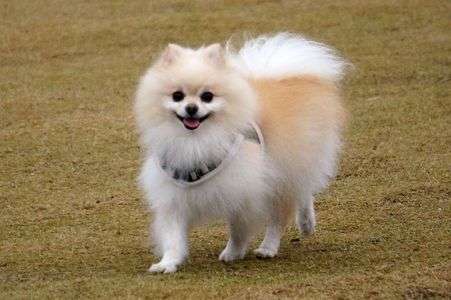 ドッグランにて２