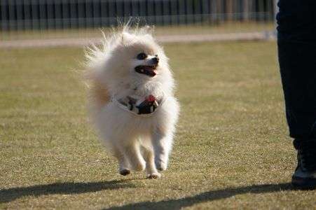 ドッグランにて３