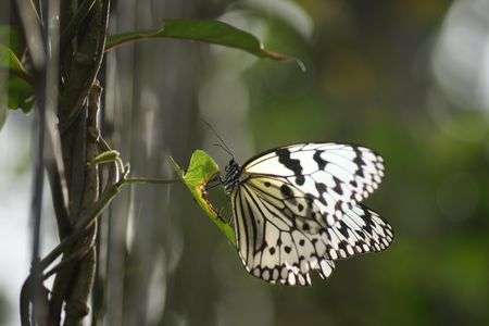 オオゴマダラ、羽ばたき