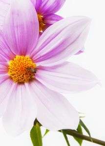 皇帝ダリアとミツバチ♪