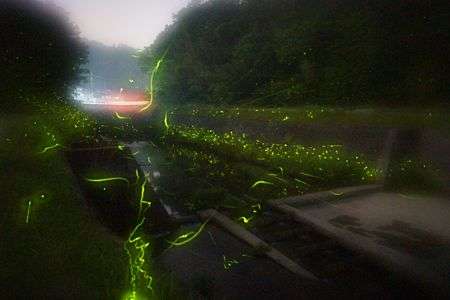 ほたるの季節ですね－１